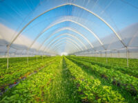 High Tunnel Farming: How to Grow More With Better Protection