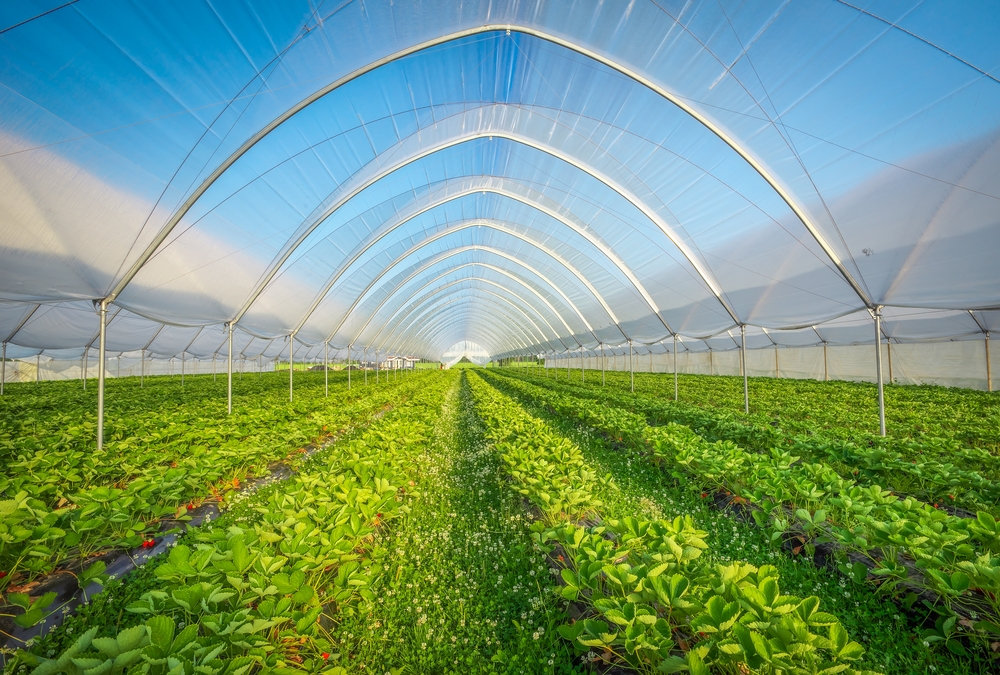 High Tunnel Farming: How to Grow More With Better Protection