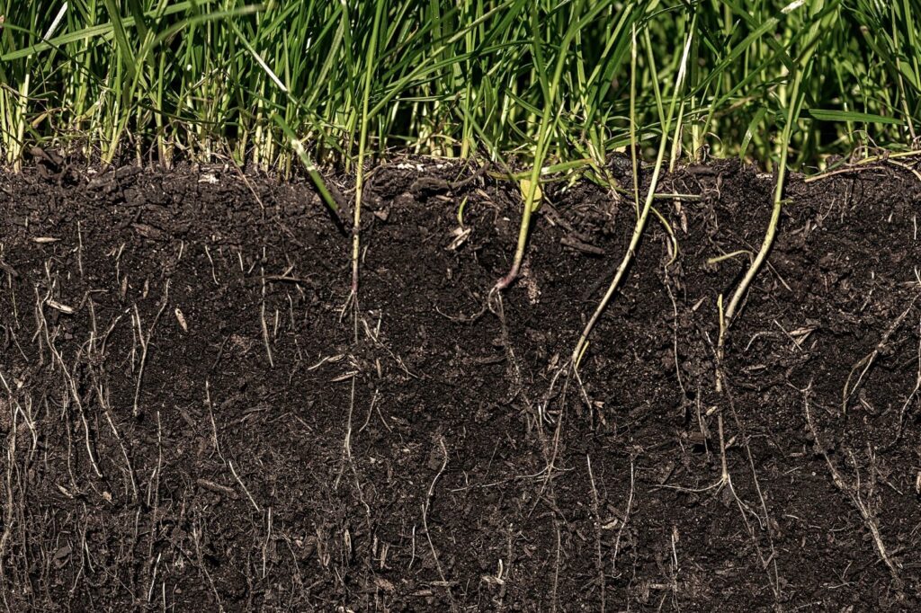Cover Crops for Soil Health: A Beginner-Friendly Guide