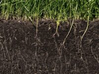 Cover Crops for Soil Health: A Beginner-Friendly Guide