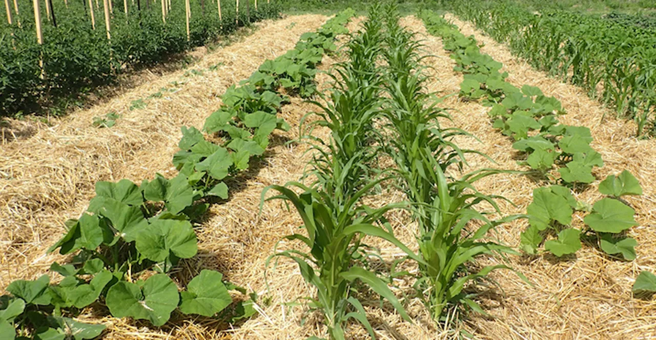 Main Benefits of Cover Crops