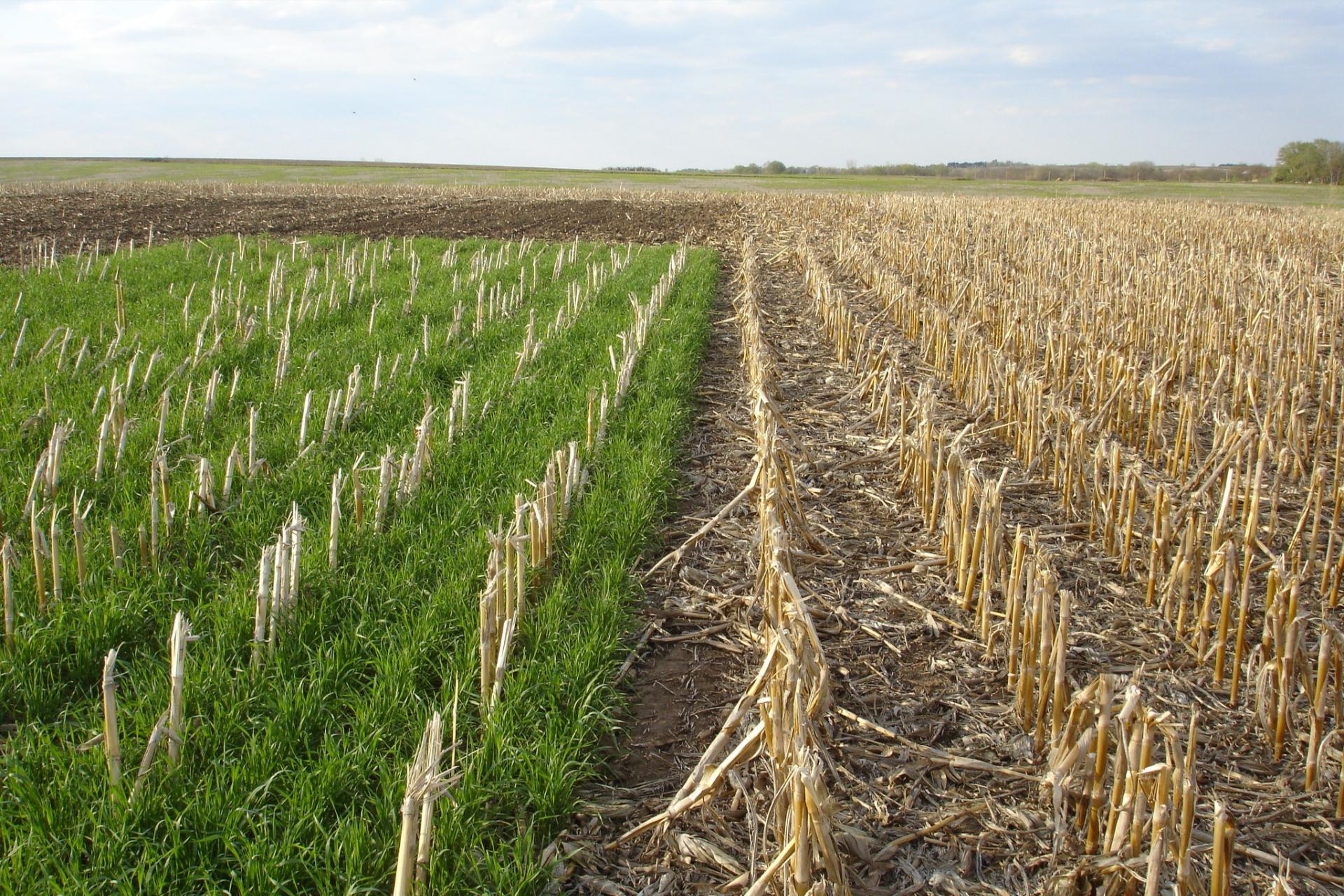 Why Cover Crops Matter in Long-Term Farm Planning