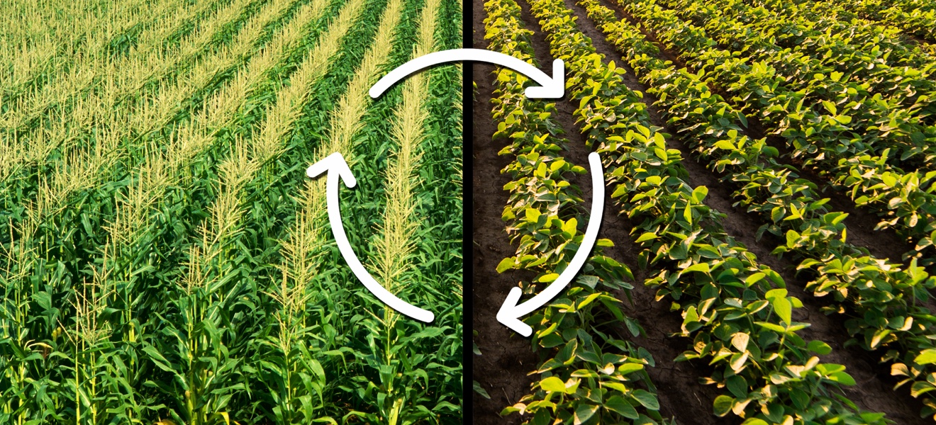 Main Benefits of Crop Rotation