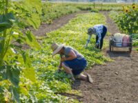 How to Start a Farm: A Practical Step-by-Step Guide