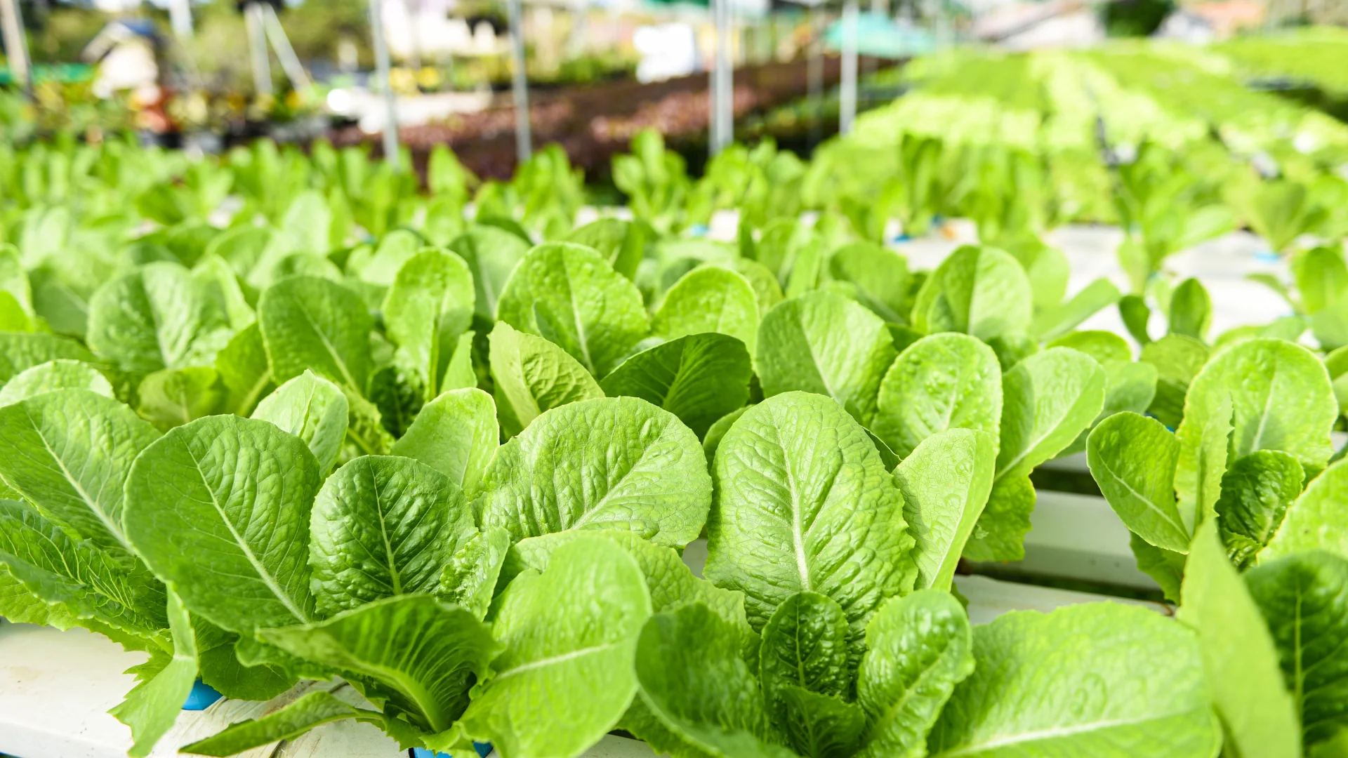 Why Practical Farming Knowledge Matters More Than Hype